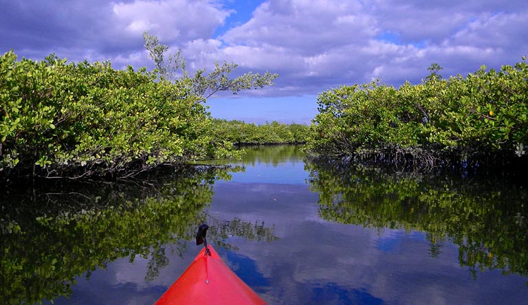 mangrove-creek-baratang-islands-andaman-india